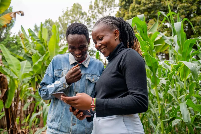 Two people sharing information on a phone among maize plants