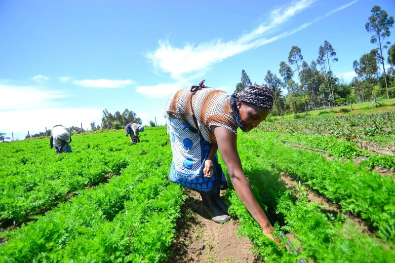 A farmer tending rows of herbs in an open field
