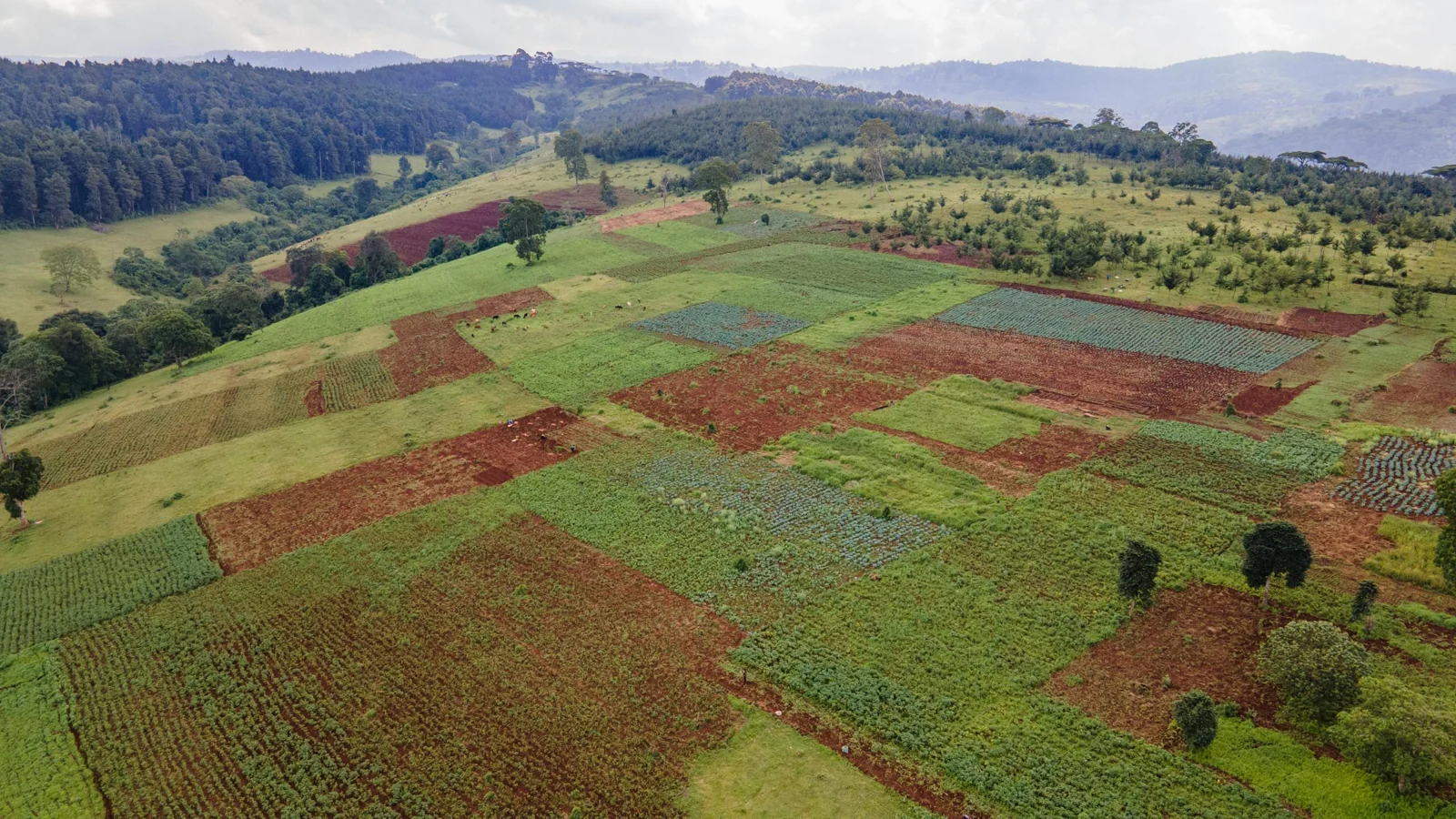 Cultivated fields following the contours of a rolling landscape